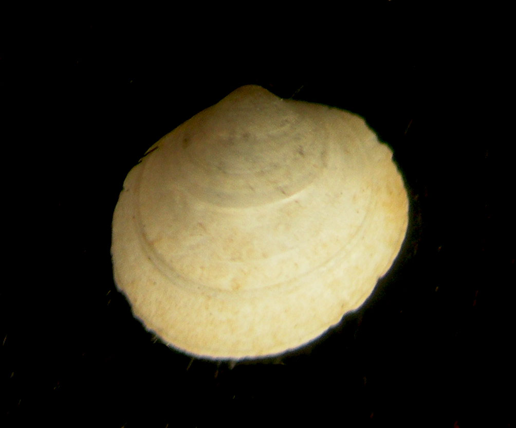 pristigloma minima